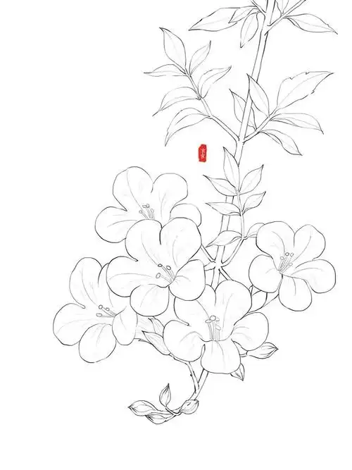 线描66凌霄花写生