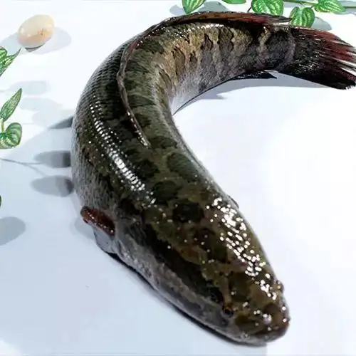 四种"财"鱼养殖模式,哪一种更适合你呢?