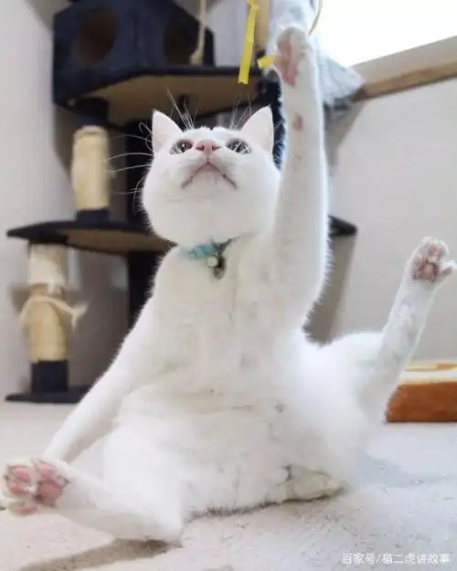 恭喜你的猫猫表情包又新添一员:变身白猫,power!