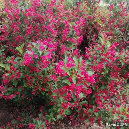 下面详细为大家介绍比较抗寒的一些苗木品种:常见的品种有大叶黄杨