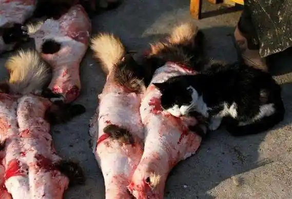 梦见动物被活剥皮 梦见被不明动物咬是什么意思-神算网