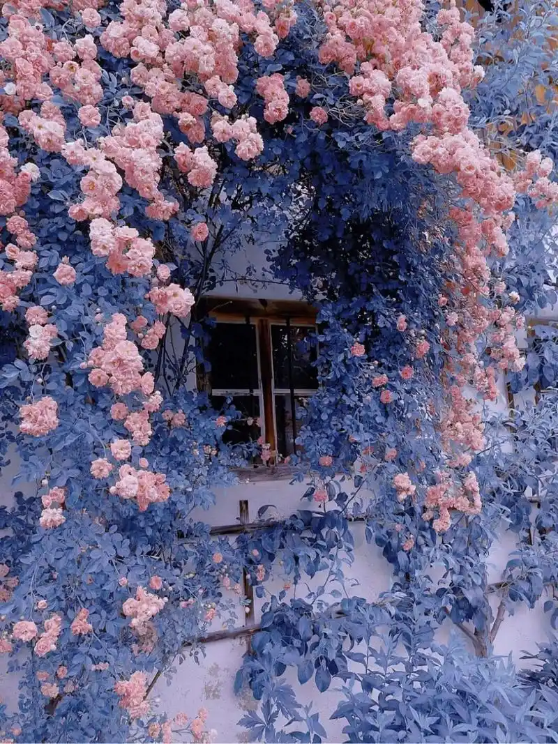 蔷薇花|玫瑰花素材治愈系鲜花素材唯美意境