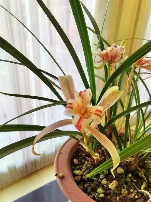 中山公园赏兰花