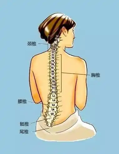 传统健身术非常强调腰部的锻炼.