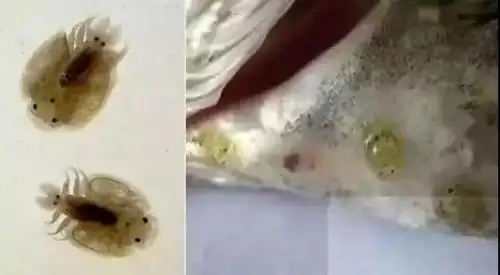 史上最全鱼类寄生虫图谱及防控措施,请火速收藏