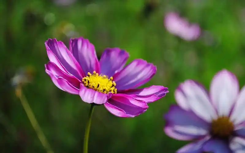 粉红色的花波斯菊