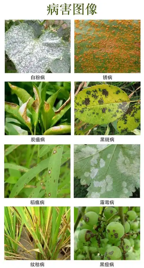 百菌淸水剂百菌清花卉药多肉月季灰霉病霜霉黑斑白粉病农药剂 1000ml