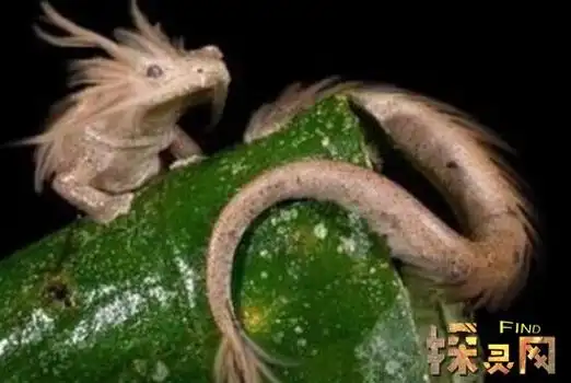 世界上真的有龙存在吗渔民捕获一条千年真龙却神秘消失2