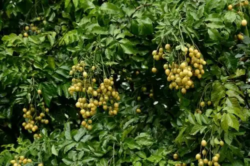 每日一药黄柏67