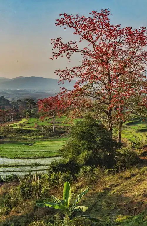昌江木棉花