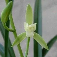 兰花头像图片大全大图唯美兰花花草头像大图点击鼠标右键下载