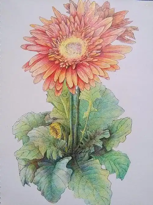 随手画——非洲菊