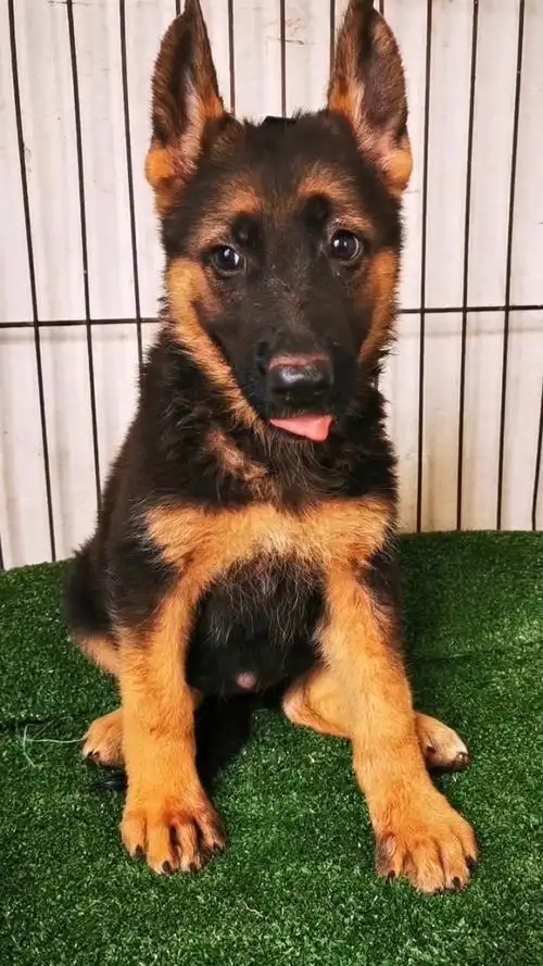 德牧小狼狗三个月