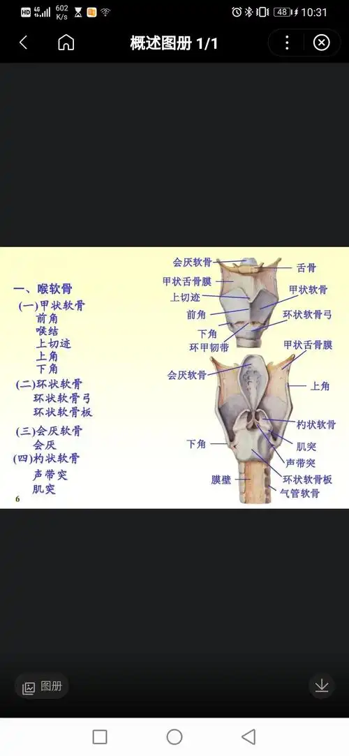 srds爱心喉结的结构清晰度满分,所以小郝可能每个结构都长的.
