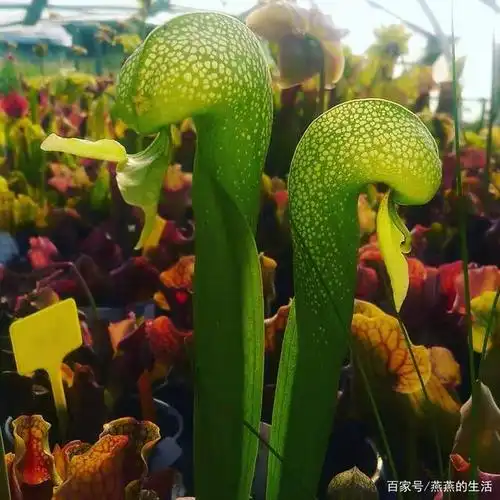 吃荤不吃素,人见人爱的食虫性植物瓶子草