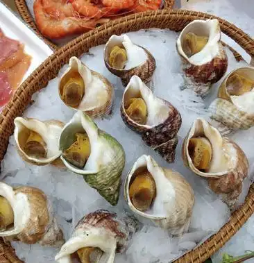 进口英国北峨螺白螺大个饱满