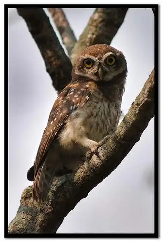spotted owlet - athene brama - 6 | flickr – 相片分享!