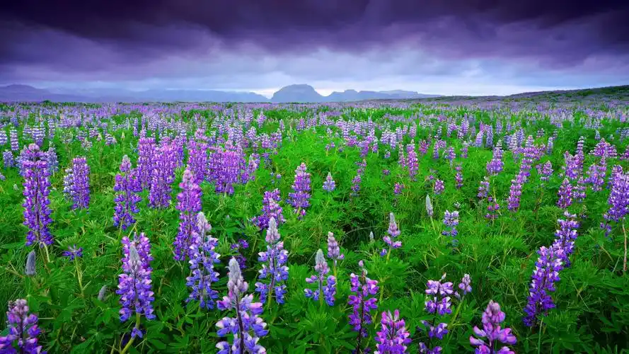 花草树木 冰岛风景 羽扇豆 山 天空 自然桌面壁纸壁纸