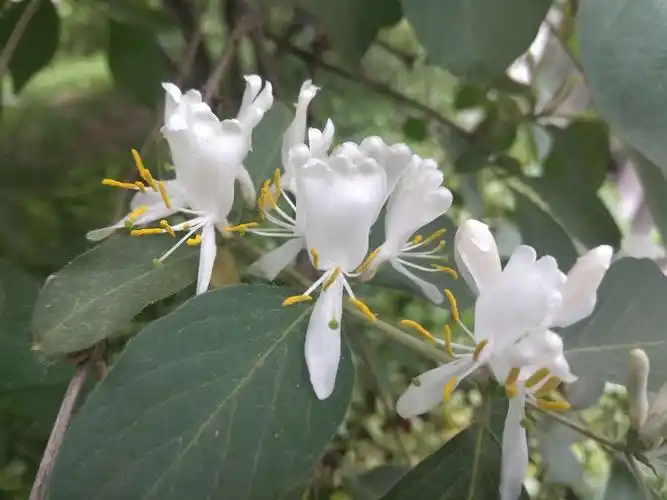 其它 认识花草树木之五 金银木 观赏价值: 金银木分层开花,金银相映