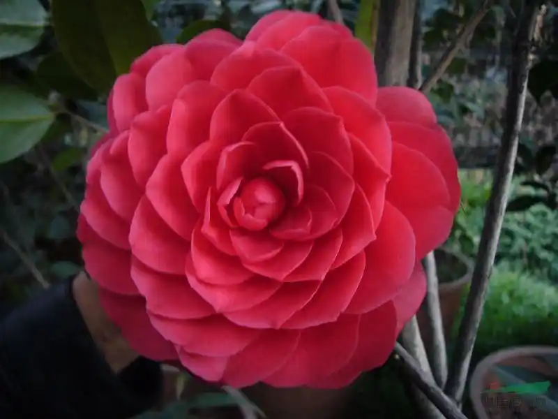 经典品种 赤丹茶花