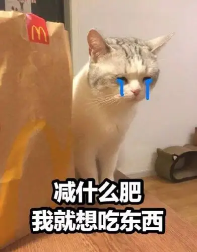 猫猫表情包 减什么肥 我就想吃东西