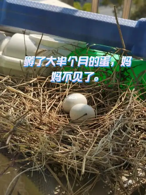 斑鸠妈妈怎么不要它的蛋宝宝们了