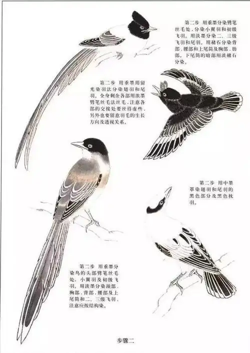 25种常见鸟类工笔画技法步骤