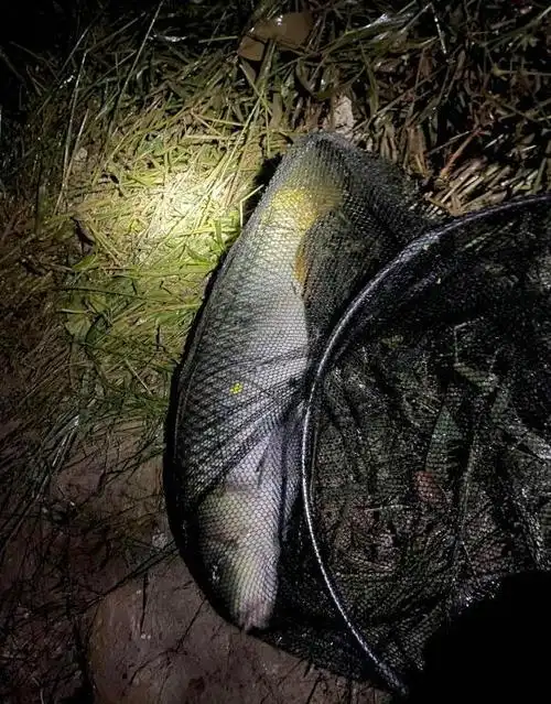 山东夜间垂钓,发现不少鱼被咬断,网友:该不会是有鳄鱼吧?