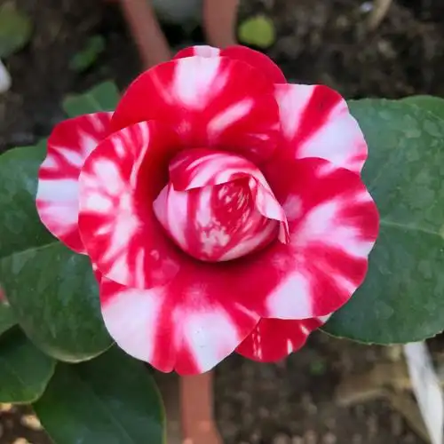 其它 又是茶花盛开时(下) 写美篇今年茶花季随着时间的推移慢慢落下了