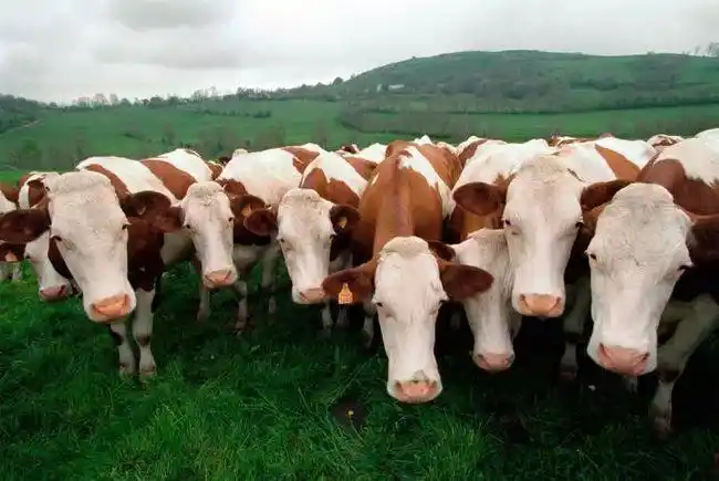 牛真牛世界摄影大师镜头下的牛