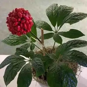 三七苗发5棵 田七种苗三七参名贵药材种子苗食用盆栽文山发货包邮