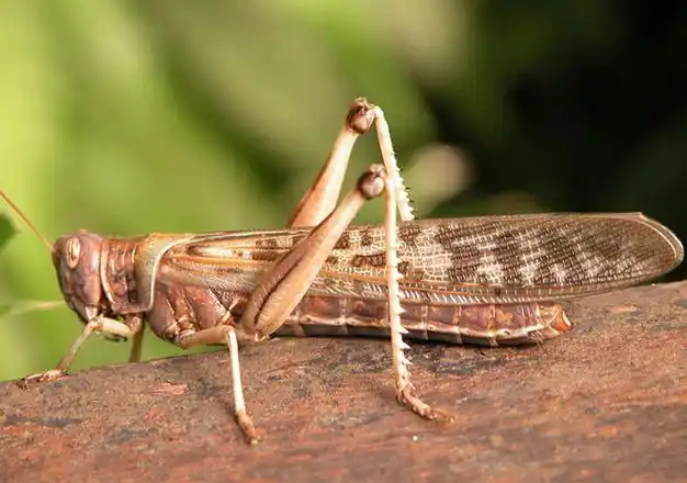 蝗虫又名蝗蝻,未生翅膀的幼虫叫做"蝻",成虫叫做"蝗".