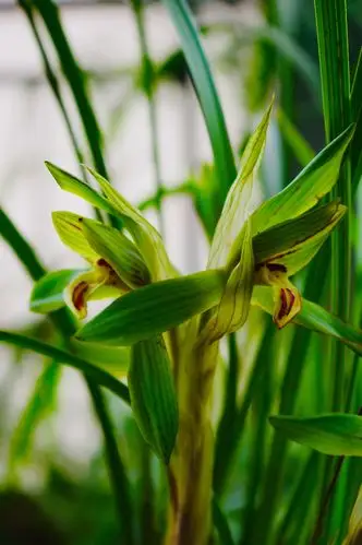 心中最美是兰花