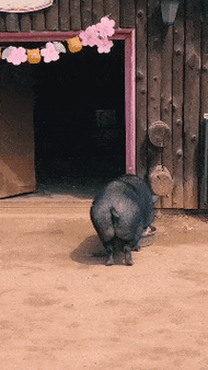 这猪尾巴,能打着苍蝇吗?