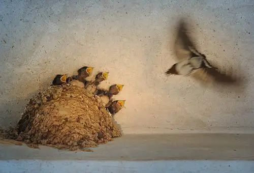 ctps.cn-- 归巢 文刀客 燕子,乳燕,哺乳,喂食