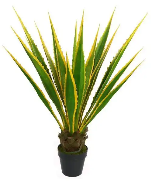 115cm带盆金边龙舌兰