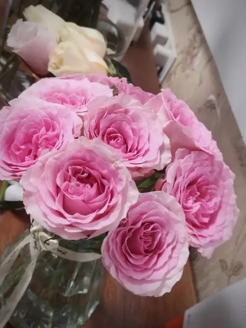 洛神玫瑰  #鲜花分享