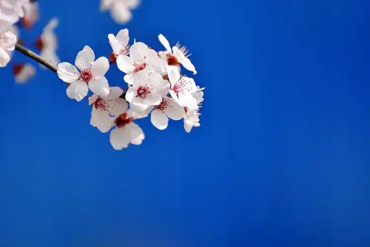 蓝背景的红叶李