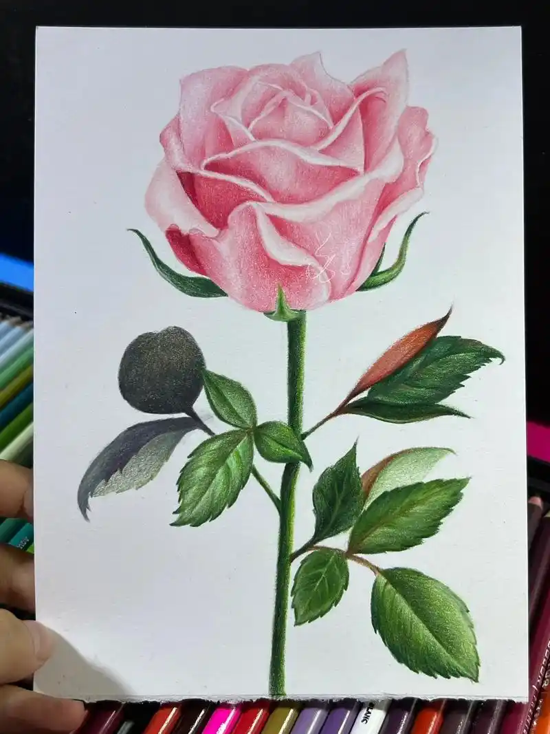 彩铅玫瑰花教程3.#彩铅画画入门教程 #跟着抖音学画画 #一 - 抖音