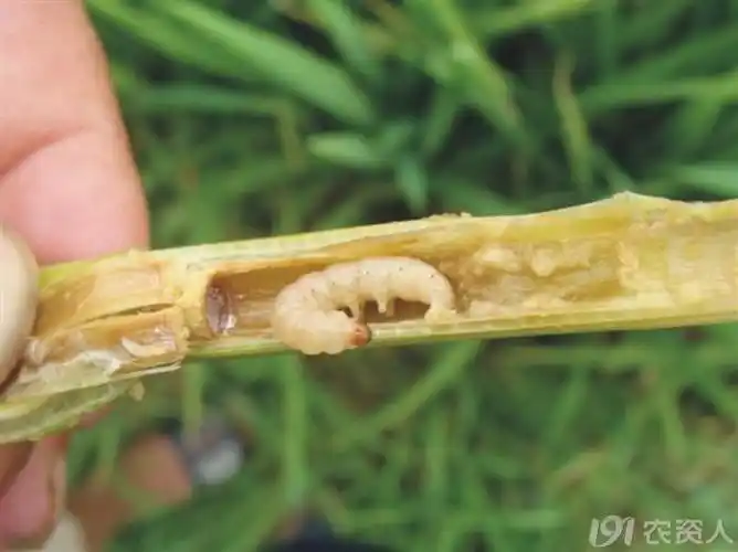 水稻害虫图谱(专业拍照)_病虫草图_191农资人 - 农技社区服务平台