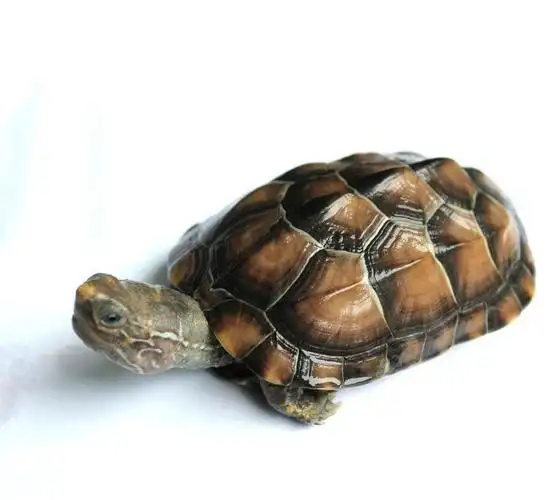 keycom金归 小乌龟中华草龟宠物龟背甲8cm左右小宠龟可爱好看水龟