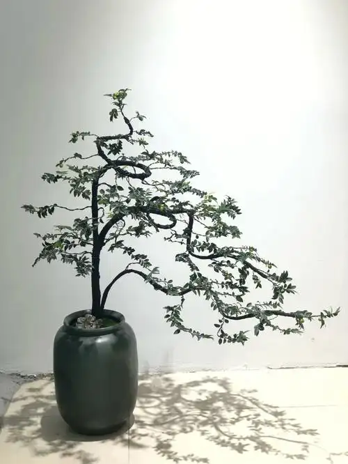 绍兴海兰花行  #盆栽植物  #绿植  #花卉绿植