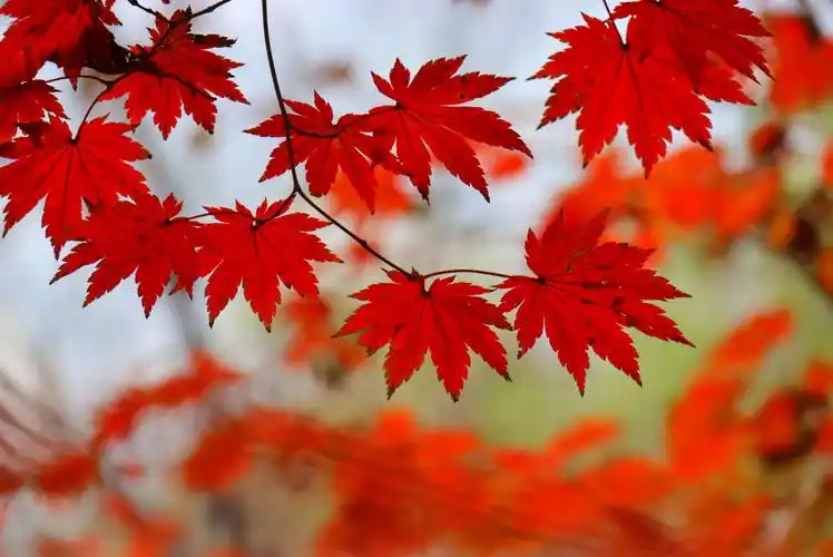 浪漫枫叶季10.20