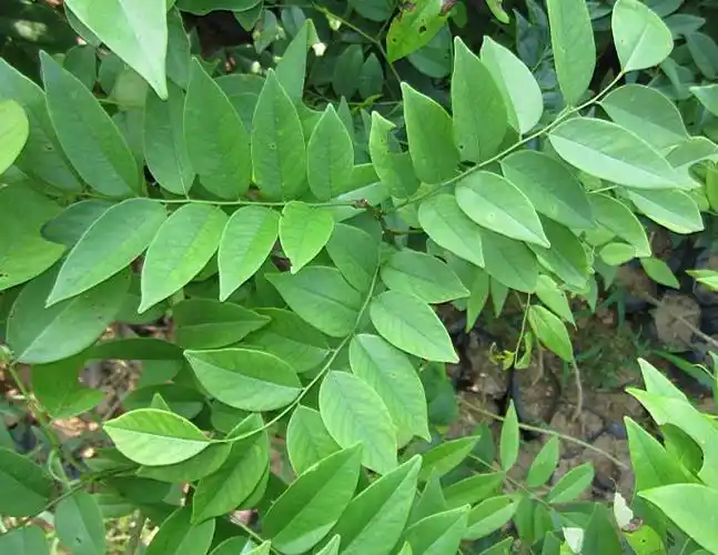 正宗降香黄檀小树海南黄花梨种4年生4米高胸径4公分高收益