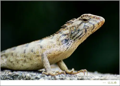 xlp300mm端打"野生五爪金龙"--广东蜥蜴