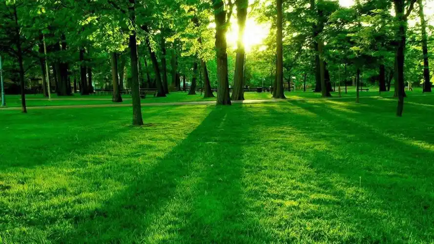 精选氧气森林风景护眼电脑桌面壁纸下载高清大图预览1920x1080_风景