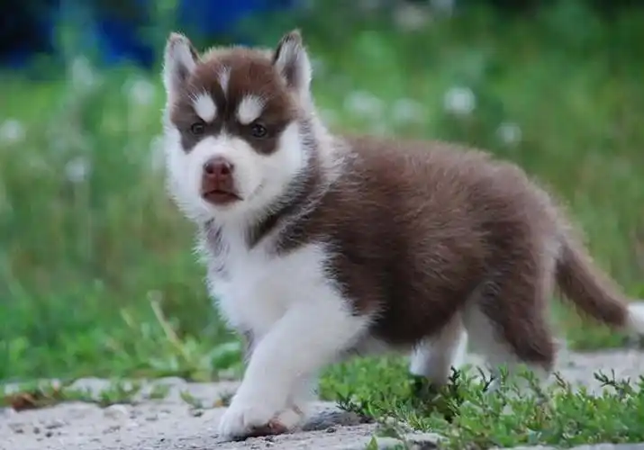 纯种哈士奇幼犬宝宝出售 可签协议 三年质保