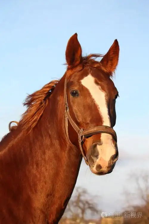 在农村地区的匹棕色的马画像