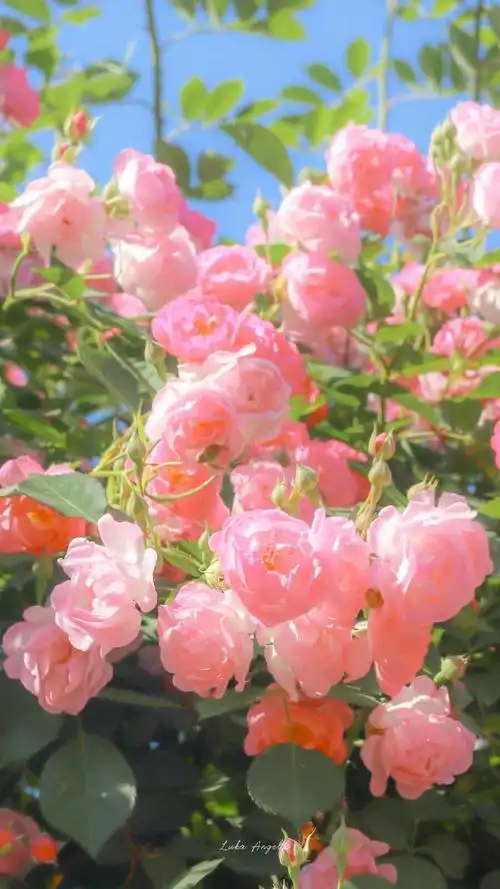 花 粉色 背景图 摄影:卢卡天使 #冷瞳