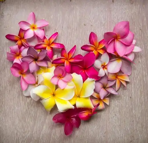 系列 一 什锦花朵组成的图案(23张图片)查看全部 >标签花粉红色花瓣